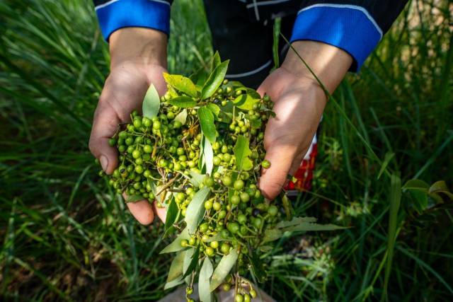 山野“小辛香”如何迈向“大市场”AG真人一颗山苍子的新生:粤北(图2) 山野“小辛香”如何迈向“大市场”AG真人一颗山苍子的新生:粤北(图2)