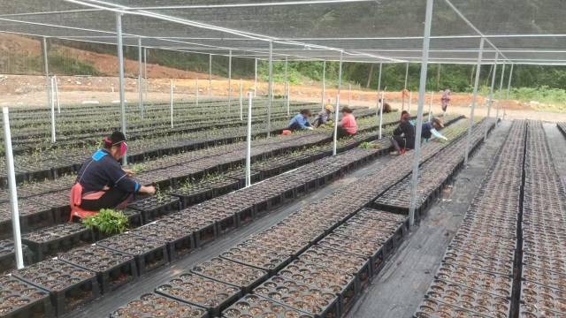 山野“小辛香”如何迈向“大市场”AG真人一颗山苍子的新生:粤北(图3) 山野“小辛香”如何迈向“大市场”AG真人一颗山苍子的新生:粤北(图3)