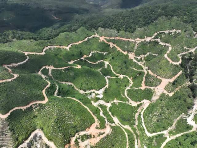 山野“小辛香”如何迈向“大市场”AG真人一颗山苍子的新生:粤北(图4) 山野“小辛香”如何迈向“大市场”AG真人一颗山苍子的新生:粤北(图4)