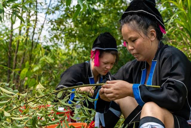 山野“小辛香”如何迈向“大市场”AG真人一颗山苍子的新生:粤北(图5) 山野“小辛香”如何迈向“大市场”AG真人一颗山苍子的新生:粤北(图5)